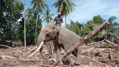 BKSDA Aceh kerahkan gajah untuk bantu percepatan penanganan dan pemulihan bencana banji pada MInggu (7/12).
