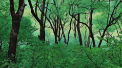 Apa yang Sebenarnya Terjadi pada Tumbuhan?