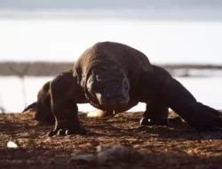 Mengenal 7 Spesies Endemik Indonesia yang Kini di Ambang Kepunahan