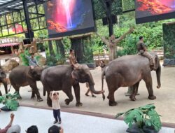 KB-TK Bosowa Bina Insani Laksanakan  Out Door Study di  Taman Safari Indonesia