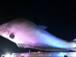 Pempek di Kampung Pempek: Menghirup Identitas Palembang dari Mangkok Cuko