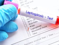 Genangan Air Bukan Sekadar Kubangan, Leptospirosis Kembali Mengancam Awal 2026