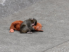 Punch dan Boneka Orangutan: Kisah Haru Bayi Monyet di Ichikawa City Zoo yang Viral
