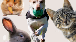 Dibalik Kelucuannya, Ada Manfaat Besar Memelihara Hewan Peliharaan