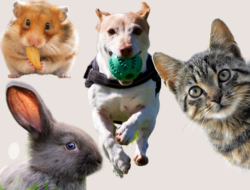 Dibalik Kelucuannya, Ada Manfaat Besar Memelihara Hewan Peliharaan