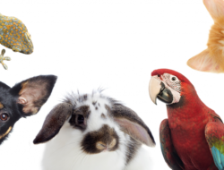 Ingin Punya Peliharaan? Ini 8 Hewan Unik yang Mudah Dirawat