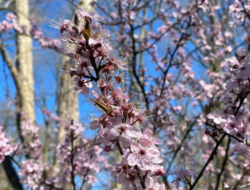 Keukenhof, Saat Keindahan Bunga Jadi Industri Raksasa