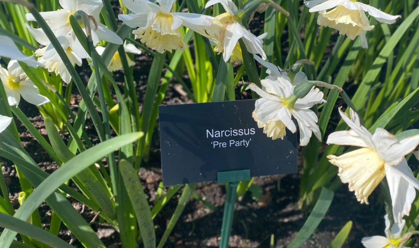 narcissus