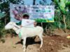 Perluas Manfaat Qurban, LAZNAS BMH Salurkan Qurban untuk Warga di Pelosok Jember