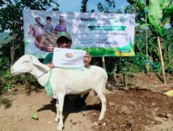 Perluas Manfaat Qurban, LAZNAS BMH Salurkan Qurban untuk Warga di Pelosok Jember