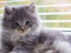Lebih dari Sekadar Hewan Peliharaan, Kucing Kini Bisa Jadi Alat Forensik