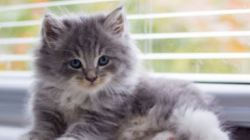 Lebih dari Sekadar Hewan Peliharaan, Kucing Kini Bisa Jadi Alat Forensik