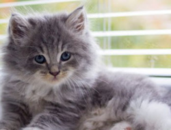 Lebih dari Sekadar Hewan Peliharaan, Kucing Kini Bisa Jadi Alat Forensik