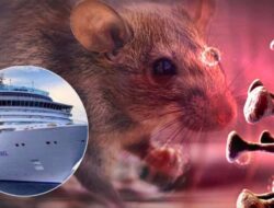 Virus Hanta Menyebar di Kapal Pesiar, Liburan Mewah Mendadak Berubah Jadi Ruang Isolasi