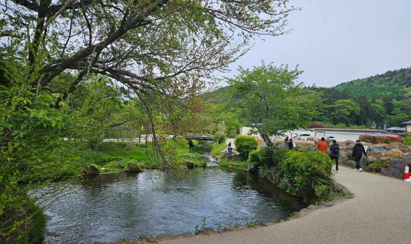 pohon rindang