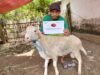 Senyum Bahagia Warga Pelosok Kediri Sambut Qurban BMH 1447 H