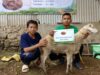 Qurban BMH Hadirkan Kebahagiaan di Kampung Nelayan Bangkalan