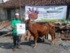 Qurban LAZNAS BMH Hadirkan Senyum Bahagia di Pelosok Kalibanjar