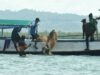 Tawa Bahagia Warga 3T Saat Qurban BMH Tiba di Pulau Sabuntan