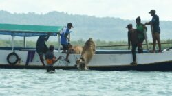 Tawa Bahagia Warga 3T Saat Qurban BMH Tiba di Pulau Sabuntan