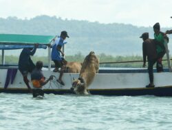 Tawa Bahagia Warga 3T Saat Qurban BMH Tiba di Pulau Sabuntan