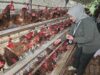 Tenaga Ahli Menteri Pertanian Tinjau Langsung Kelompok Penerima Program Ayam Petelur, Kelompok Sampaikan Kendala Harga Pakan, Harga Telur, hingga Skala Usaha