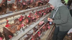 Tenaga Ahli Menteri Pertanian Tinjau Langsung Kelompok Penerima Program Ayam Petelur, Kelompok Sampaikan Kendala Harga Pakan, Harga Telur, hingga Skala Usaha