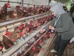 Tenaga Ahli Menteri Pertanian Tinjau Langsung Kelompok Penerima Program Ayam Petelur, Kelompok Sampaikan Kendala Harga Pakan, Harga Telur, hingga Skala Usaha