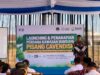 Laznas BMH dan Baitul Wakaf Resmikan Program Pertanian Pisang Cavendish di Sleman