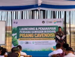 Laznas BMH dan Baitul Wakaf Resmikan Program Pertanian Pisang Cavendish di Sleman