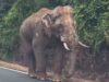 Sulong, Gajah yang Menempuh Ratusan Kilometer untuk Kembali ke Hutan