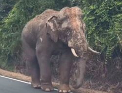 Sulong, Gajah yang Menempuh Ratusan Kilometer untuk Kembali ke Hutan