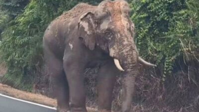 Sulong, Gajah yang Menempuh Ratusan Kilometer untuk Kembali ke Hutan