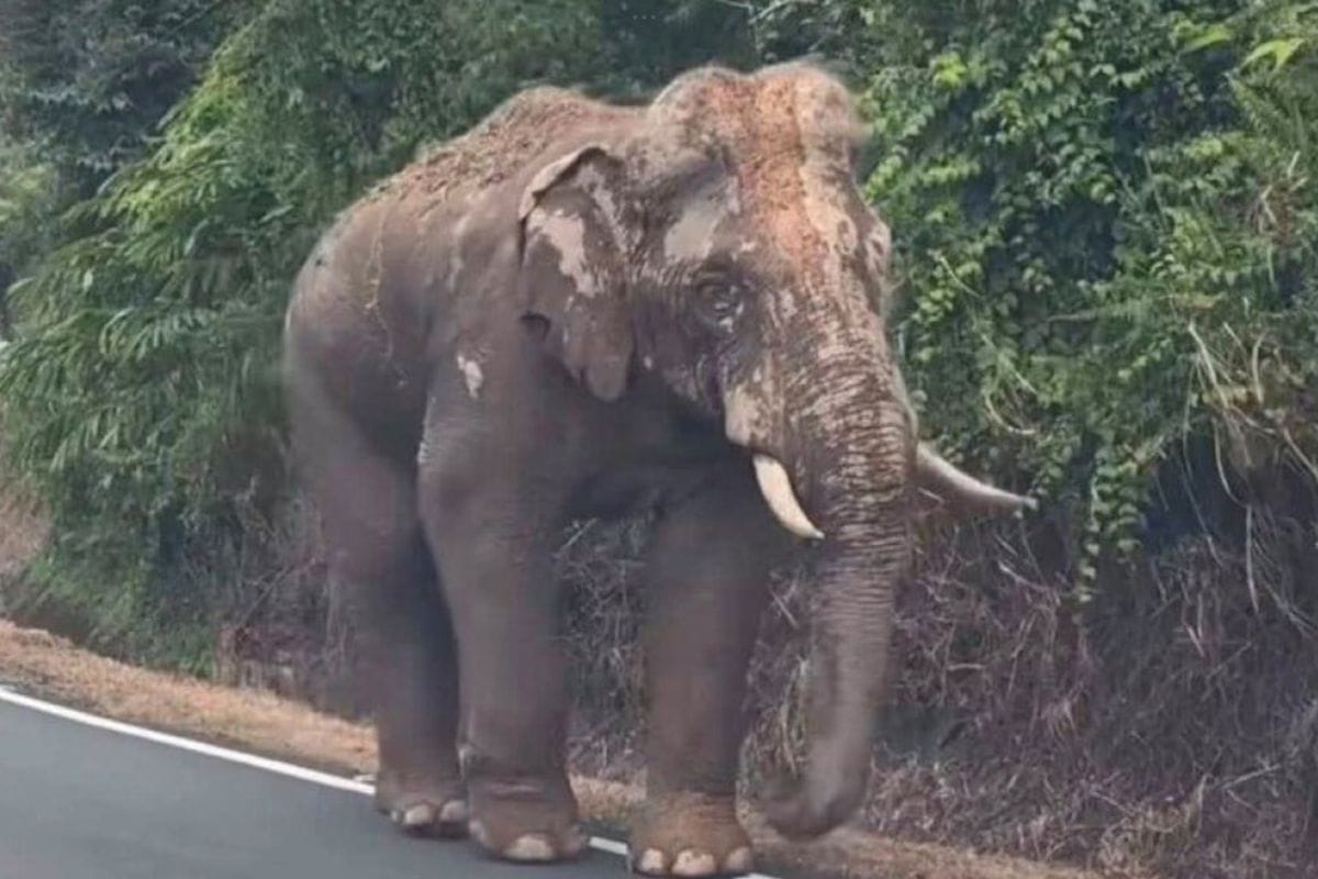 Sulong, Gajah Liar di Malaysia