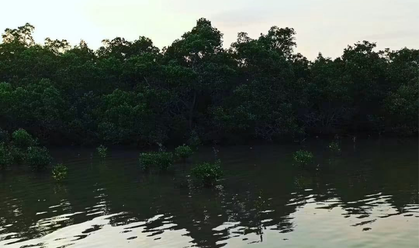 hutan bakau