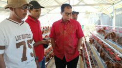 Bantuan Ayam Petelur Harus Menjadi Pemantik Kemandirian